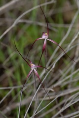 Caladenia footeana