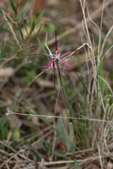 Caladenia footeana