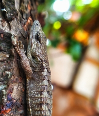 Abronia lythrochila