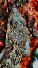 Abronia lythrochila