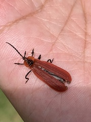 Dictyoptera