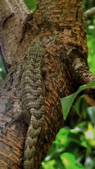 Abronia lythrochila