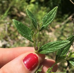 Lithospermum subsetosum