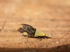 Oecophora bractella
