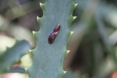 Homalodisca ichthyocephala