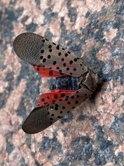 Lycorma delicatula