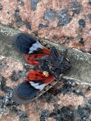 Lycorma delicatula