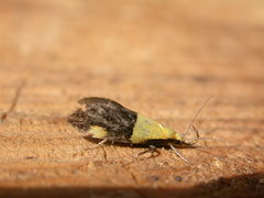 Oecophora bractella