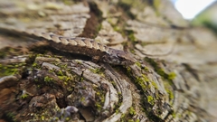 Abronia lythrochila