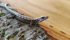 Abronia lythrochila