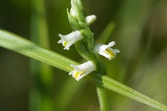 Spiranthes lucida