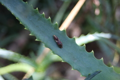 Homalodisca ichthyocephala