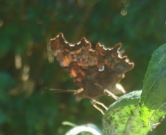Polygonia c-album