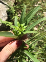 Rudbeckia missouriensis
