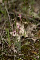Caladenia footeana