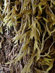 Brachythecium laetum