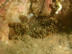 Coscinasterias acutispina