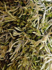 Brachythecium laetum