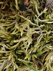 Brachythecium laetum