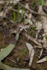 Caladenia footeana
