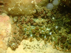 Coscinasterias acutispina