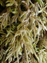 Brachythecium laetum