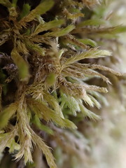 Brachythecium laetum