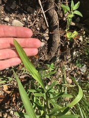 Rudbeckia missouriensis