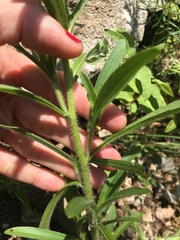 Rudbeckia missouriensis