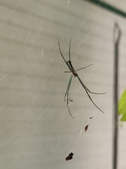 Trichonephila clavata