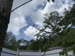 Trichonephila clavata