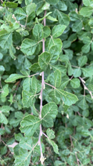 Rhus aromatica