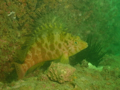Cirrhitichthys aureus