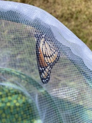 Limenitis archippus archippus