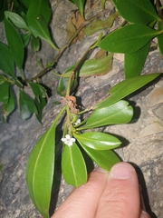 Myoporum boninense