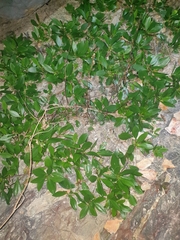 Myoporum boninense