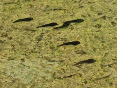 Clinotarsus penelope