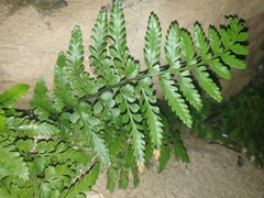 Asplenium difforme