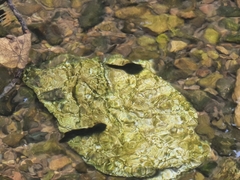 Clinotarsus penelope