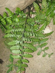 Asplenium difforme