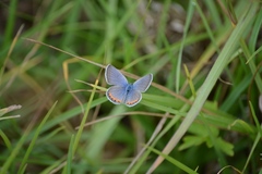Icaricia lupini texanus