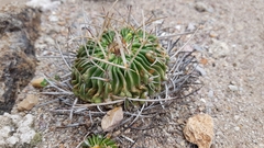 Echinofossulocactus pentacanthus