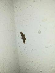 Gymnoscelis