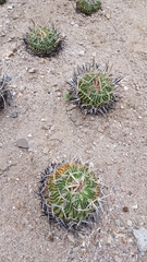 Echinofossulocactus pentacanthus