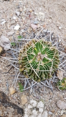 Echinofossulocactus pentacanthus