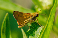 Atalopedes campestris