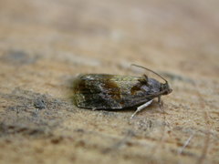 Ditula angustiorana