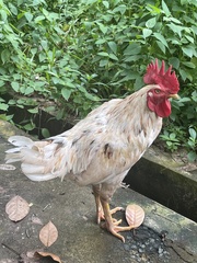 Gallus gallus domesticus