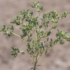 Euphrosyne nevadensis