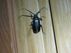 Prionus insularis